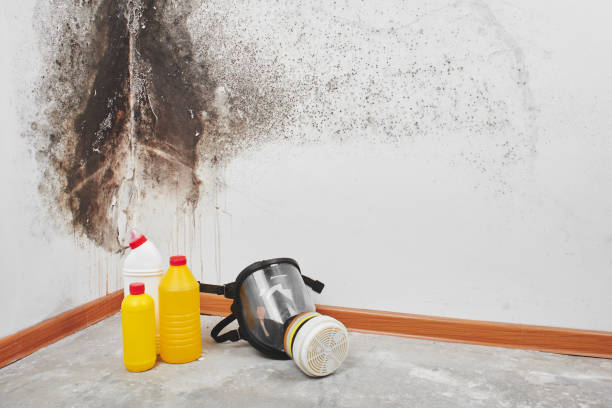 Best Black Mold Remediation in Tuckerman, AR