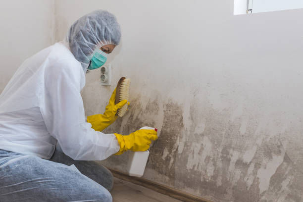 Best Industrial Mold Remediation in Tuckerman, AR