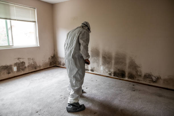 Best Emergency Mold Remediation in Tuckerman, AR